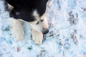 Siberian Husky dog lies on the on snow background. Siberian Husky dog black and white colour