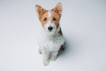 fox terrier