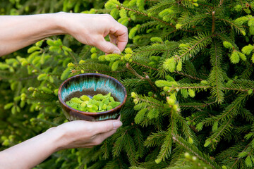 Close up view of woman person hand picking fresh young spruce tree (Picea abies) shoots tips for...