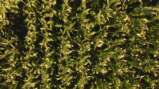 Zoom out de un campo de maiz un d&iacute;a de verano con viento