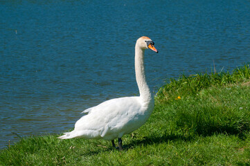 White swan onlake shore. Swan on beach. Swan on shore