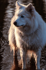 Weißer Hund steht im Wasser