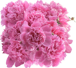 Bouquet of blooming peonies for floral design