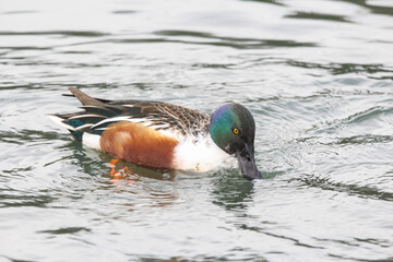 Northern Shoveler
