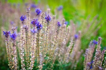 Lavender Flowers in the Field. Russia, Moscow 2019.