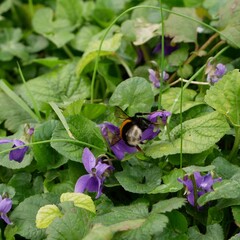 Bourdon en gros plan qui butine une violette