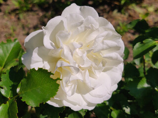 blooming white rose in a garden