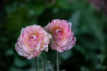 Spring or summer seasonal ranunculus flowers, blooming outdoors