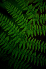 Fototapeta na wymiar Green fresh fern was shot on macro style on blurry background. The vertical photo. There is a space for text.