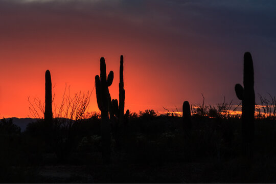 Colorful sunset in Arizona's Sonoran desert. Colorful clouds glowing orange, fading to dark blue. Saguaro and ocotillo cactus silhouetted in the foreground.
