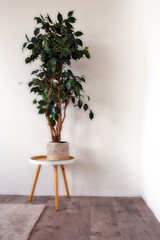 White empty room with indoor green plant in woven basket near blank wall, scandinavian style, retro modern interior with copy space background