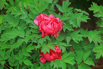 Blooming peonies in the park, China