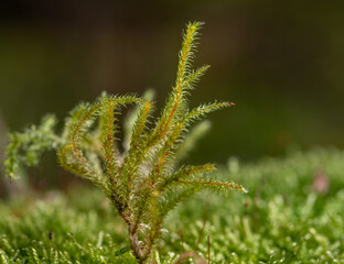 Macro of funaria sporophyte with brown stem,