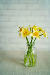 daffodils in vase on white wall