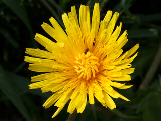 Löwenzahn Blüte mit Ameise