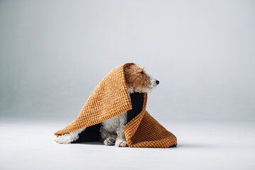 fox terrier