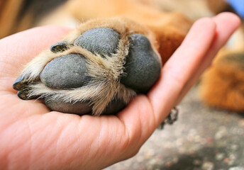 Dog's paw held in a woman's hand. Dog paw pads and claws close up