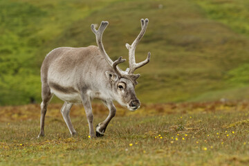 Reindeer, Svalbard, Norway.