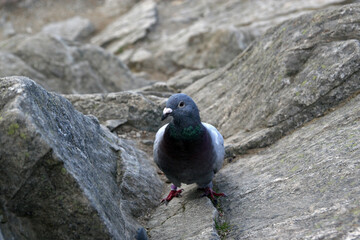 Pigeon on the rocks, high in Tatra Mountains, Poland