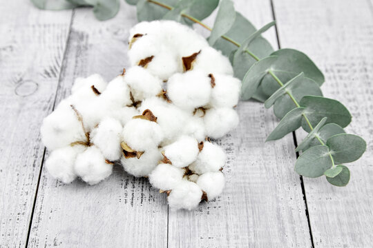 Cotton plant white flowers and green eucalyptus leaves on grey wooden background