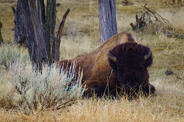 Yellowstone Bison in a moment of relaxation