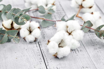 Cotton plant white flowers and green eucalyptus leaves on grey wooden background