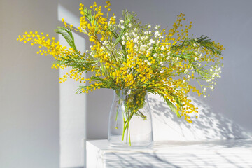 Acacia dealbata, silver wattle or yellow mimosa flower with white gypsophila in glass vase on white home interior. Authentic photo. Women's day, mother's day. Spring time. Hard shadows