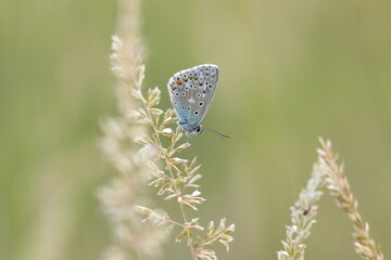 una farfalla appoggiata su dell'erba in estate