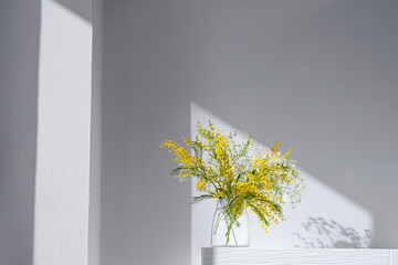 Acacia dealbata, silver wattle or yellow mimosa flower with white gypsophila in glass vase on white home interior. Authentic photo. Women's day, mother's day. Spring time. Hard shadows - obrazy, fototapety, plakaty