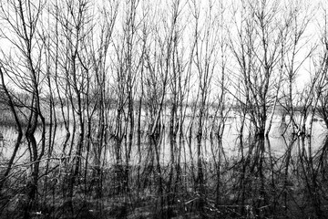 Obraz premium winter swamps one