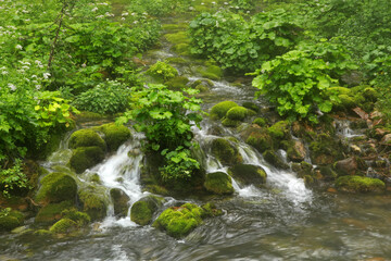 Stream in Koscieliska valley, Tatra Mountains, Poland