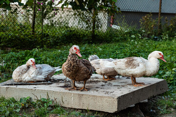 The domestic Muscovy duck, Cairina moschata domestica, in brown and white plumage sit on a concrete slab in the backyard lawn.