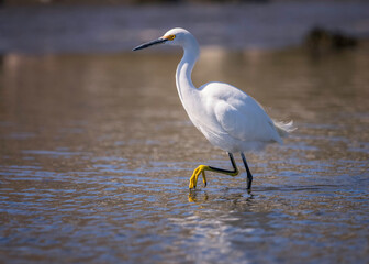 Snowy Egret (Egretta thula) Malibu Lagoon SB, Malibu, CA.