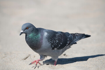 Rock Pigeon (Columba livia) Malibu Lagoon SB, Malibu, CA.