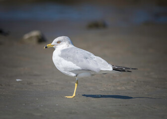 Ring-billed Gull (Larus delawarensis) Malibu Lagoon SB, Malibu, CA.