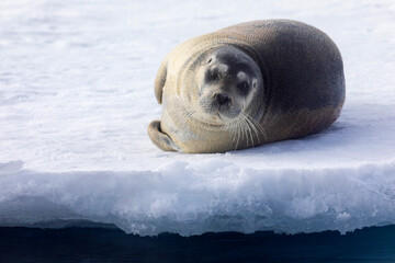 North of Svalbard, the pack ice. A portrait of a young bearded seal hauled out on the pack ice. © Danita Delimont