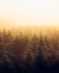 Sonnenaufgang im Wald während des Winters. 