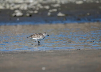 Black-bellied Plover (Pluvialis squatarola) Malibu Lagoon SB, Malibu, CA.