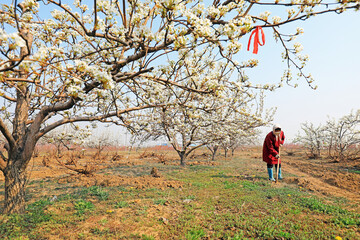 The grower weeded under the pear trees in the orchard.