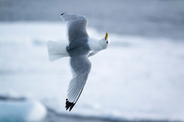 Pack ice, north of Svalbard. A black-legged kittiwake showing its flying capabilities. © Danita Delimont