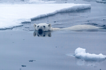 North of Svalbard, pack ice. A polar bear swims in the water in the pack ice. © Danita Delimont