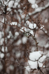 tree in snow