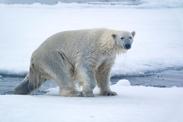 North of Svalbard, pack ice. A polar bear emerges from the water.