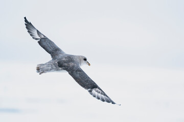 North of Svalbard, the pack ice. A northern fulmar soars above the pack ice. © Danita Delimont