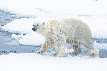 North of Svalbard, pack ice. A polar bear emerges from the water. © Danita Delimont