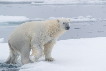Naklejka na ściany i meble North of Svalbard, pack ice. A polar bear emerges from the water.