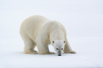 North of Svalbard, pack ice. A portrait of a polar bear on a large slab of ice.