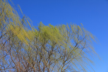 Willow canopy in the background of blue sky
