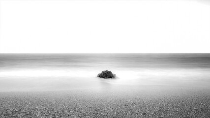 trunk after a high tide