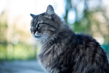 A wild gray striped cat sits outdoors and looks with beautiful green eyes